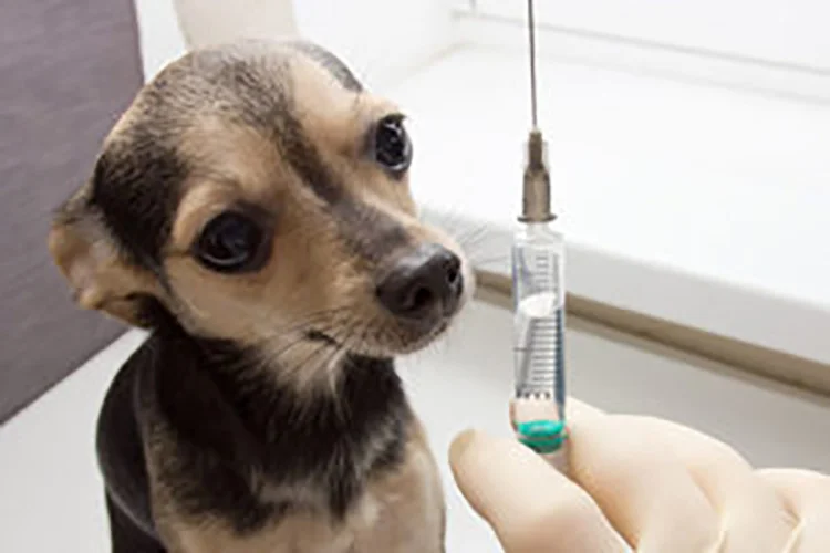 Puppy Vaccination